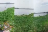 सूरत : तापी नदी में फिर बढ़ी जलकुंभी की समस्या, पानी की गुणवत्ता पर मंडराया खतरा