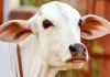तकनीक : चीन का दावा, वैज्ञानिकों ने बनाया गाय का क्लोन,  जिसने दिया तीन बछड़ों को जन्म