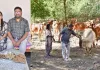 वडोदरा : नेचुरल खेती और गौ-पालन से आत्मनिर्भरता की मिसाल बना समियाला का दंपति