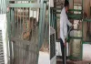 सूरत : सरथाना नेचर पार्क में जानवरों को गर्मी से बचाने के विशेष इंतज़ाम