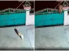 वायरल वीडियो : दबे पांव घर में घुस आया तेंदुआ, पलक झपकते ही कर डाला कुत्ते का शिकार