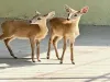 सूरत : तापी में दुलर्भ हिरण की तस्करी करने वाले का हुआ पर्दाफाश, वन विभाग ने एक आरोपी को हिरण के दो बच्चों के साथ पकड़ा