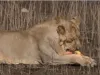कछुए के सामने खरगोश ही नहीं, जंगल का राजा शेर भी हार गया, देखें वीडियो