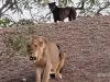 जब जंगल का राजा शेर एक कुत्ते से डर के भागा, भागते-भागते थक गया बेचारा!