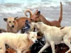 तेलंगाना : अतिरिक्त जिला कलेक्टर को आवारा कुत्ते ने बनाया अपना शिकार, पैरों में आई चोटें