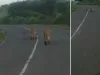 अमरेली : एक बार फिर सामने आया शेरों को परेशान करने वाला वीडियो, लोगों में भारी नाराजगी