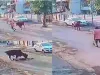 राजकोट : एक और नागरिक बना आवारा मवेशियों के शिकार, सड़क पर घूम रही एक गाय ने एक बुजुर्ग पर किया हमला