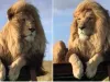 वायरल वीडियो : ये होता है राजा का मिजाज, शेर के इस 'राजसी' लुक ने इंटरनेट पर हंगामा मचाया