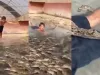 हैरतअंगेज : जब मगरमच्छ से भरे तालाब में इस बच्चे ने लगा दी छलांग, फिर हुआ ये! देखिए वीडियो
