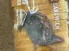 ऑनलाइन मंगवाई ब्रेड के साथ पैकेट में आया ‘जिन्दा चूहा’!