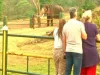 'द एलिफेंट व्हिस्परर्स' डॉक्यूमेंट्री के लिए ऑस्कर जीतने के बाद पर्यटक थेप्पाकडू हाथी शिविर देखने उमड़ रहे