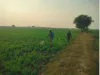 बुन्देलखंड : खेतों में लहलहाई फसलों पर अब कीड़ों का हमला