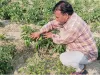 फतेहपुर के किसानों ने शुरू की शिमला मिर्च की खेती, आमदनी से खुश