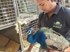 सूरत : पतंग की डोर में फंसे राष्ट्रीय पक्षी मोर को आवारा कुत्तों से लोगों ने बचाया