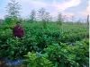 किसान मधुकर बैंगन और टमाटर की खेती से साल में कमा रहे 25 लाख का मुनाफा