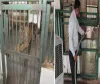 सूरत : सरथाना नेचर पार्क में जानवरों को गर्मी से बचाने के विशेष इंतज़ाम