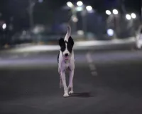 क्रूरता की हद : हवसखोर ने कुत्ते से किया रेप, वीडियो सामने आने के बाद मामला दर्ज