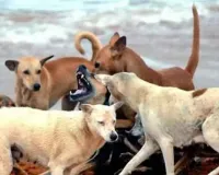 राजकोट : आवारा कुत्तों के कारण एक और व्यक्ति की मौत, मवेशियों के साथ ही कुत्तों का आतंक भी बढ़ा