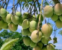 आम पकने के पहले ही क्यों गिर जाते हैं ?