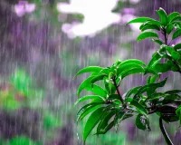 अगले पांच दिन आधे गुजरात में बेमौसम बारिश की आशंका