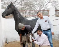 देश का पहला ‘मारवाड़ी घोड़े’ का बच्चा भ्रूण स्थानांतरण प्रौद्योगिकी से जन्मा