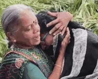 सूरत : बेमौसम बारिश से खेतों में फसल का नुकसान देखकर रो पड़ी महिला 