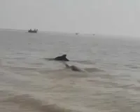सूरत : हजीरा-मगदल्ला समुद्र में दिखीं दो डॉल्फ़िन, लोगों ने बड़ी उत्सुकता से बनाए वीडियो