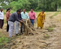 वडोदरा के 406 गाँवों में टिड्डी प्रकोप से फसल नुकसान का सर्वेक्षण पूरा