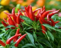 वडोदरा : नेचुरल खेती से मिर्च उत्पादन: मिट्टी की उपजाऊ क्षमता और फसल की गुणवत्ता बढ़ाने का टिकाऊ तरीका