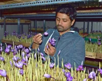 वडोदरा के वैभव–आस्था पटेल की बड़ी सफलता: एरोपोनिक टेक्नोलॉजी से प्रीमियम कश्मीरी मोगरा केसर की खेती