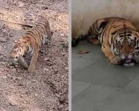 सूरत : सरथाना नेचर पार्क में बाघ और बाघिन का आगमन, जानिए कब देख पाएंगे विज़िटर्स नई रॉयल जोड़ी