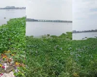 सूरत : तापी नदी में फिर बढ़ी जलकुंभी की समस्या, पानी की गुणवत्ता पर मंडराया खतरा