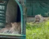 सूरत :  भीषण गर्मी में सरथाना ज़ू में जानवरों के लिए खास इंतज़ाम, बाघ-तेंदुओं के लिए कूलर और पक्षियों के लिए फव्वारे शुरू