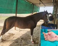 सूरत : घोड़े को गाजर खिलाते समय NRI का अंगूठा कटा, चार घंटे की माइक्रो सर्जरी से डॉक्टरों ने बचाया
