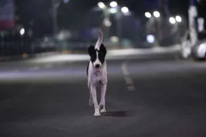 कुत्ते, बिल्ली भी हमारे ही समाज का हिस्सा, हमें ही रखना होगा इनका ध्यान : मुंबई हाई कोर्ट