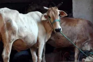 दूध नहीं दे रही थी गाय, शिकायत लेकर पुलिस थाने पहुंचा किसान!