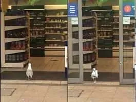 वायरल वीडियो : इस पक्षी को चिप्स खाने का हुआ मन तो दुकान से उड़ा ले गई पैकेट