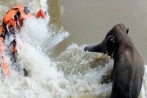 नदी में हाथी को बचाने गई टीम के पत्रकार सहित चार ने गंवाई जान, वीडियो वायरल