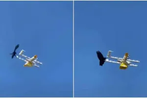 सोशल मीडिया : ड्रोन को देखकर उस पर हमला कर बैठा ये कौवा, देखिये वीडियो
