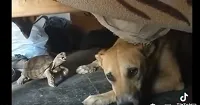 वायरल वीडियो : जब कछुए ने कुत्ते को खूब चिढ़ाया!