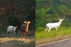 काजीरंगा नेशनल पार्क में देखने मिला सफ़ेद हिरण, सोशल मीडिया पर वायरल हुआ वीडियो