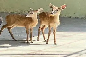 सूरत : तापी में दुलर्भ हिरण की तस्करी करने वाले का हुआ पर्दाफाश, वन विभाग ने एक आरोपी को हिरण के दो बच्चों के साथ पकड़ा