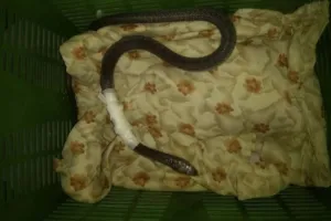 गुजरात : जब घायल हो गया एक जहरीला कोबरा सांप!