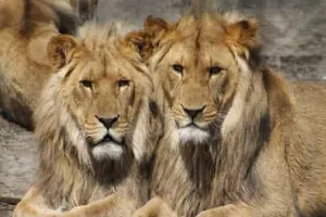 अमरेली : बंदरगाह पर जंगल का राजा शेर दिखते ही सिक्योरिटी गार्ड को कैबिन में बंद होना पड़ा!