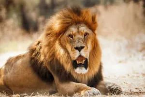 गुजरात : ग्रीष्म काल में पानी की तलाश में गिर के जंगलों से बाहर आ जाते थे शेर; अब नहीं आएंगे, जानिए क्यों