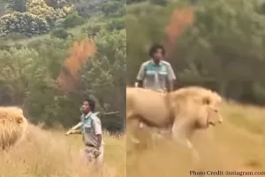 वायरल वीडियो : इस इंसान ने शेर को समझ क्या रखा है? किसी पालतू जानवर जैसे हांक रहा है!