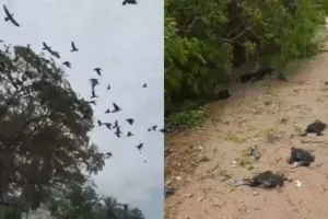 सोशल मीडिया : ये वीडियो देखकर पसीज जायेगा आपका दिल, पेड़ को काटकर हम बने बेजुबान पक्षियों के मौत के जिम्मेदार, सड़क पर फैली लाशें