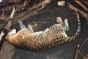 सोमनाथ-गीर : हाईवे पर तेज रफ़्तार से जा रहे अज्ञात वाहन चालक से टक्कर में हुई तेंदुए की मौत
