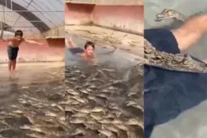 हैरतअंगेज : जब मगरमच्छ से भरे तालाब में इस बच्चे ने लगा दी छलांग, फिर हुआ ये! देखिए वीडियो
