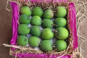 महाराष्ट्र : पुणे के बाजार में पहुंची रत्नागिरी के हाफुस आम की पहली खेप, जानिए कीमत
